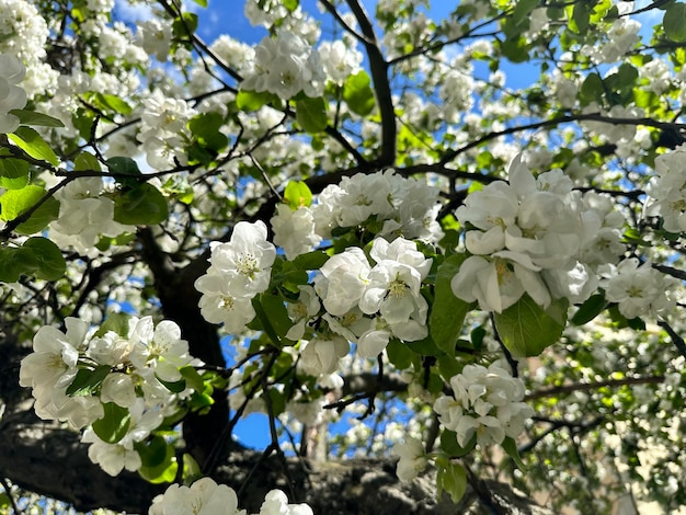 ramo di un albero con fiori bianchi