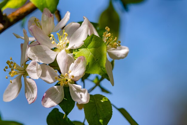 ramo di un albero con fiori con cielo azzurro sullo sfondo