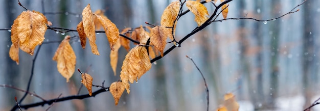 Ramo di un albero con foglie appassite in inverno durante il disgelo o nel tardo autunno in caso di pioggia