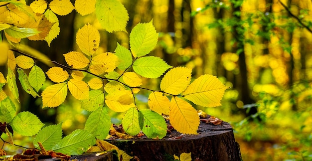 Ramo di un albero con foglie autunnali colorate nella foresta con tempo soleggiato