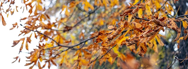 Ramo di un albero con foglie autunnali secche, panorama