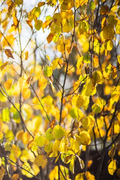 Ramo di un albero con foglie colorate da vicino Sfondo autunnale Bellissimo sfondo naturale forte sfocato con copyspace