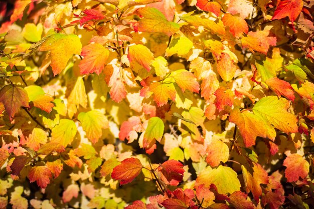 Ramo di un albero con foglie colorate da vicino Sfondo autunnale Bellissimo sfondo naturale forte sfocato con copyspace