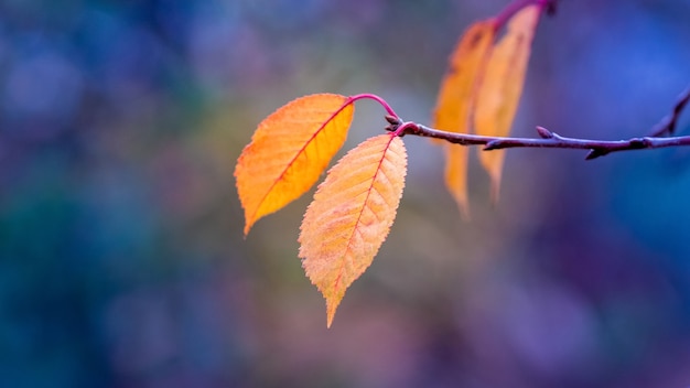 Ramo di un albero con foglie di arancio secco su uno sfondo sfocato blu