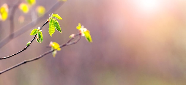 Ramo di un albero con foglie giovani e delicate su uno sfondo sfocato con tempo soleggiato