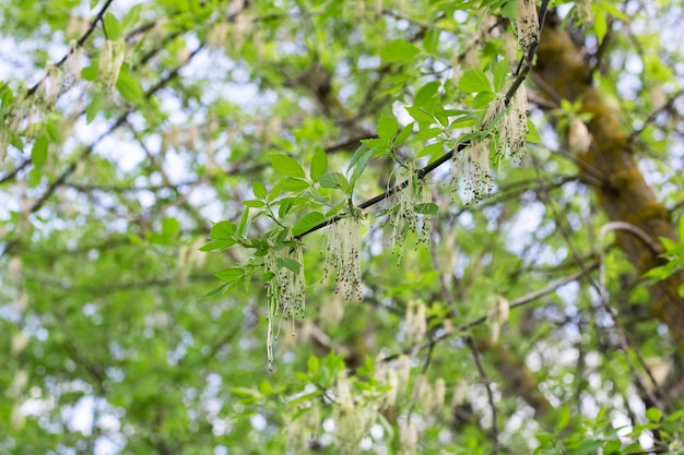 Ramo di un albero con foglie verdi