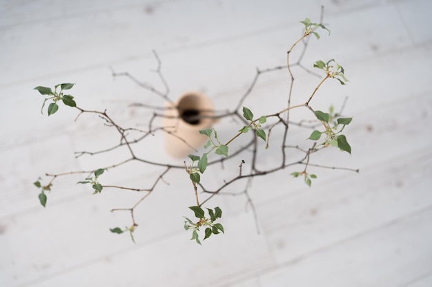 ramo di un albero con le prime foglie primaverili in vaso. messa a fuoco selettiva