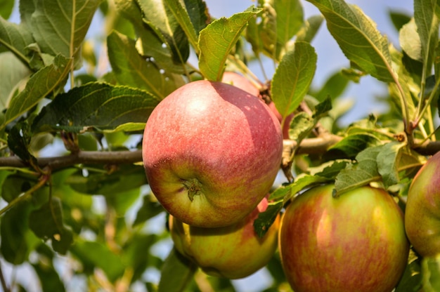 Ramo di un albero con molti frutti di mela