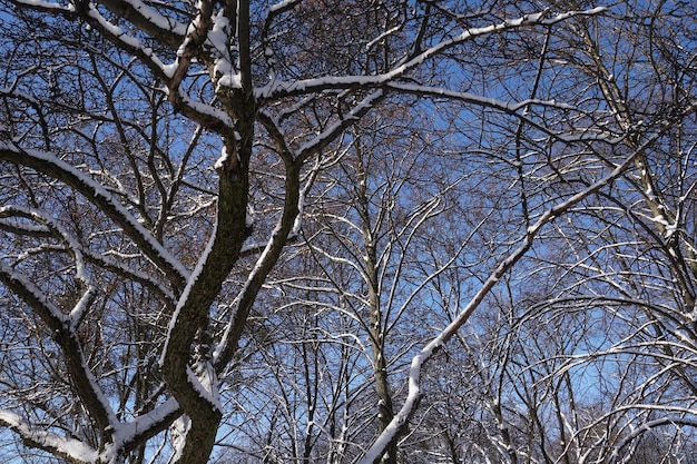 Ramo di un albero coperto di neve in inverno