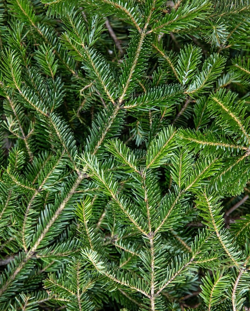 Ramo di un albero di abete vicino Sfondo Natale Aghi di abete rosso naturale