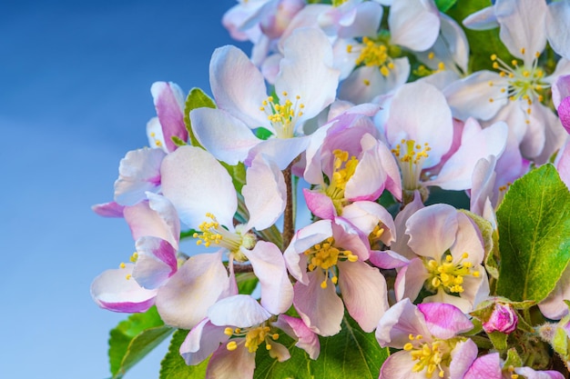 Ramo di un albero di mele con fiori che sbocciano vicino su uno sfondo blu Ramo di un albero da frutto in fiore