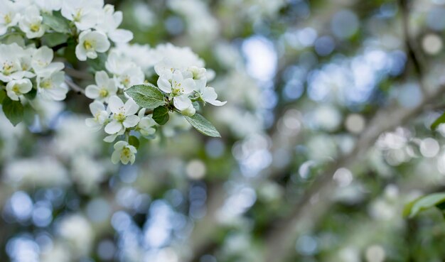 Ramo di un albero di mele con fiori Sfondo di fiori di primavera