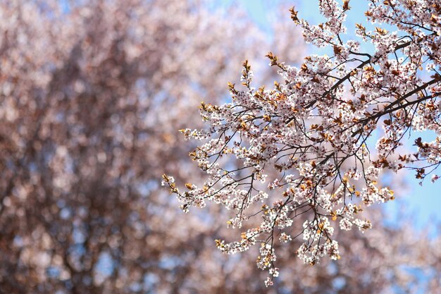 Ramo di un albero di mele rosa in fiore a destra nella foto da vicino su uno sfondo