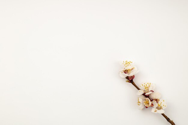 Ramo di un albero in fiore sul telaio del modello di sfondo bianco