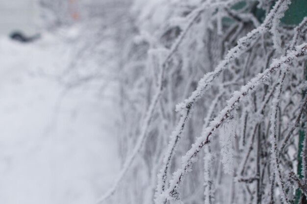 Ramo di un albero in gelo