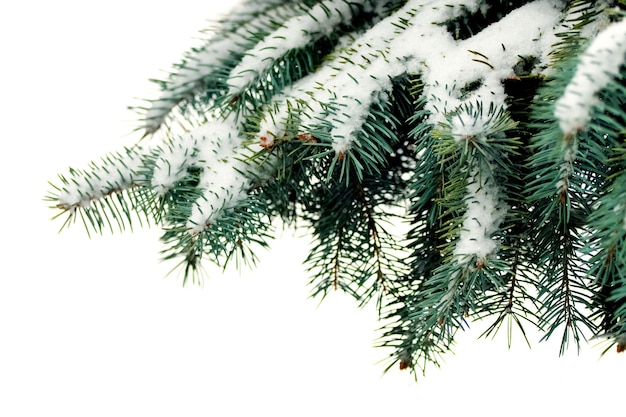 Ramo di un albero innevato su sfondo bianco