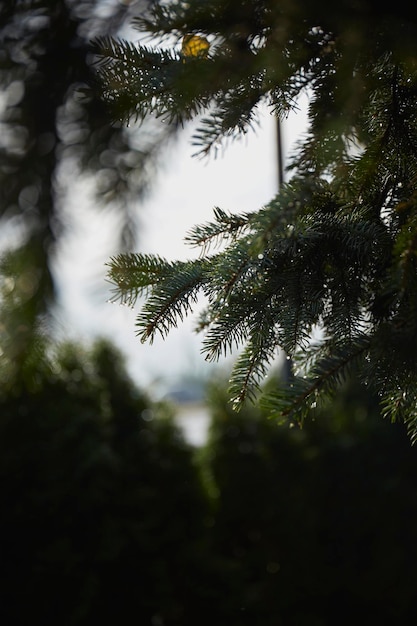 Ramo di un pino nella foresta con gocce d'acqua