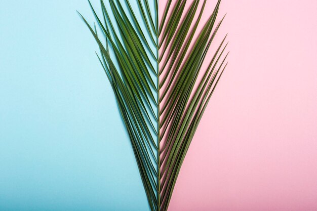 Ramo di una palma su uno sfondo azzurro e rosa.