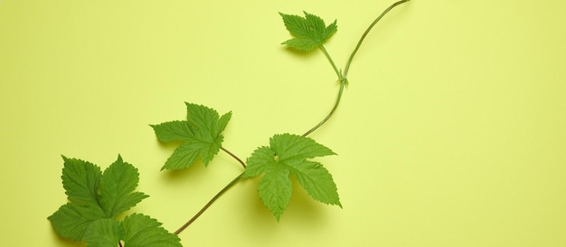 Ramo di uva selvatica con foglie verdi su sfondo di carta verde