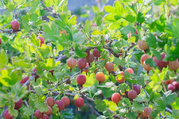 Ramo di uva spina con frutti di bosco in giardino