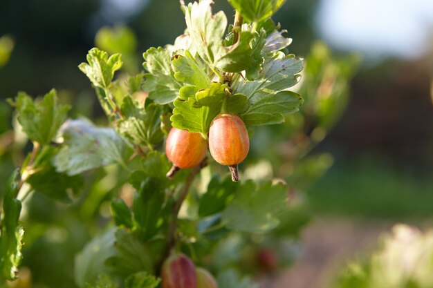 ramo di uva spina matura al posto del giardino. bacca rossa matura