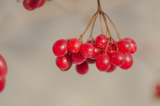 Ramo di viburno rosso in giardino