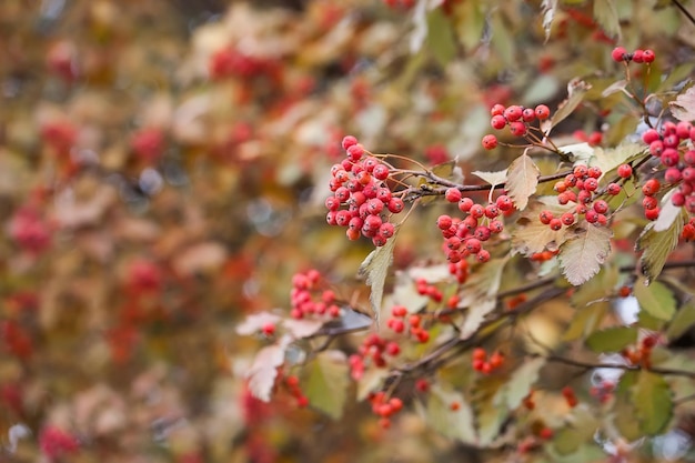 Ramo di viburno rosso nel giardino. Viburnum viburnum opulus bacche e foglie all'aperto in autunno cadono. Mazzo di bacche rosse di viburno su un ramo.