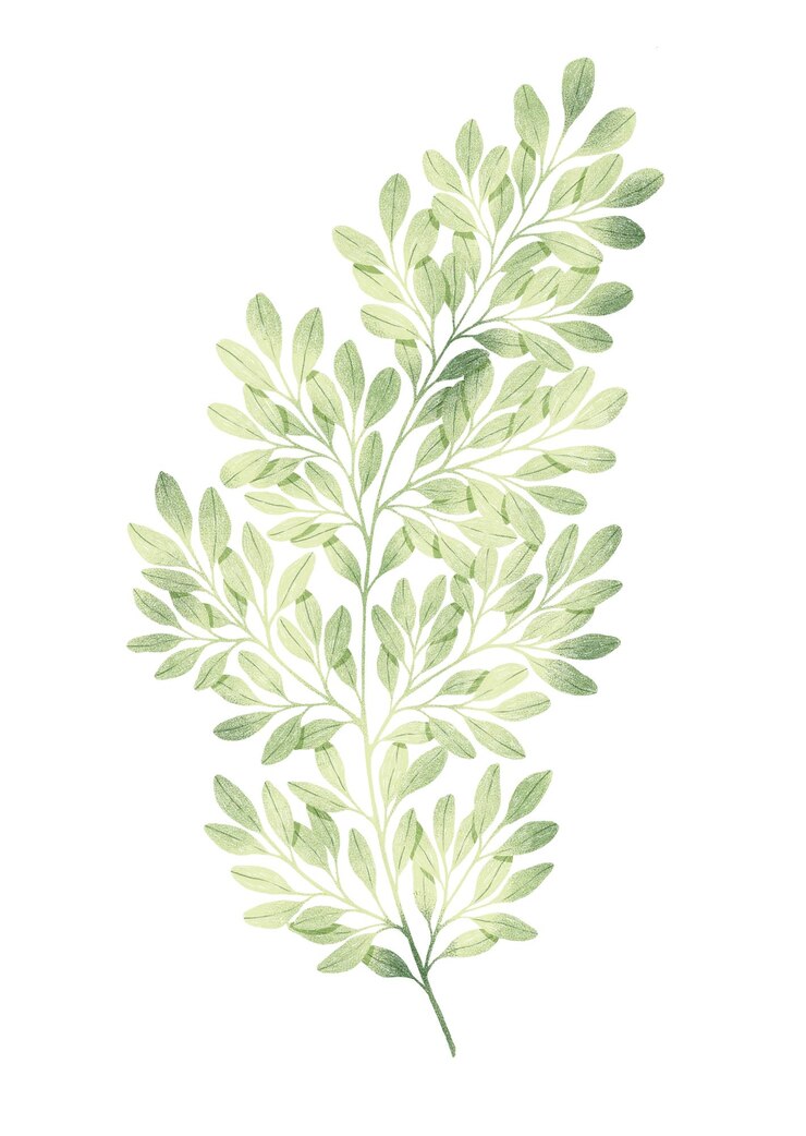 Foto ramo disegnato a matita verde con illustrazione botanica di foglie verdi