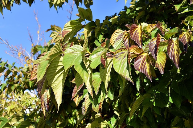 Ramo e foglie di Morus kagayamae in un giardino a Bilbao Paesi Baschi in Spagna