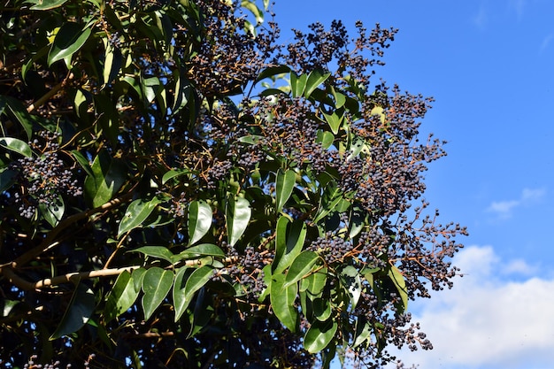 Ramo e frutti di Ligustrum lucidum una specie ornamentale coltivata nei giardini