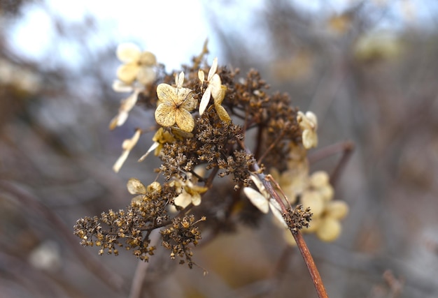 Ramo essiccato di Hydrangea paniculata su sfondo marrone