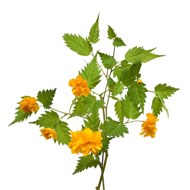 Ramo fiore kerria japonica isolato su sfondo bianco Tempo primaverile Pasqua Oggetto motivo floreale Vista dall'alto piatta