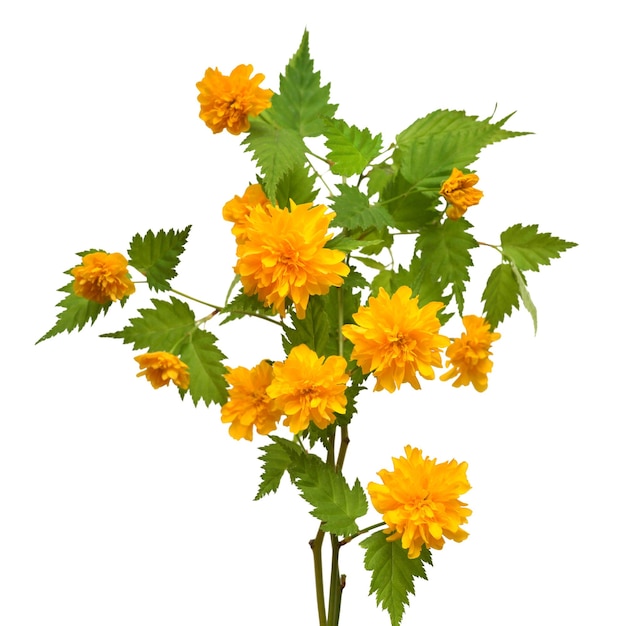 Ramo fiore kerria japonica isolato su sfondo bianco Tempo primaverile Pasqua Oggetto motivo floreale Vista dall'alto piatta