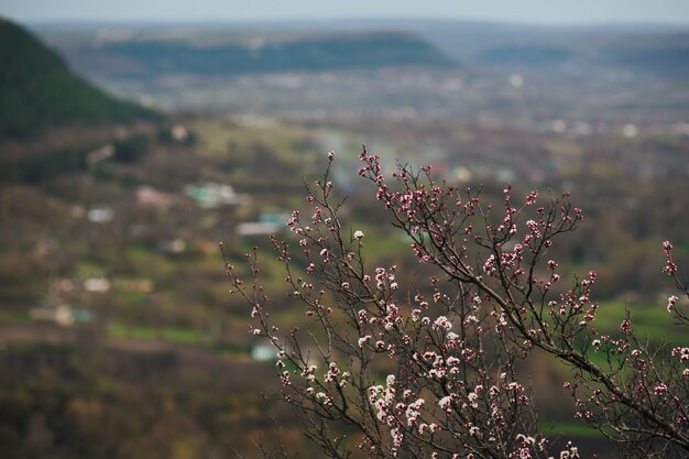 ramo fiorito dell'albero di albicocca in primavera in montagna con la città sullo sfondo delle montagne mountains