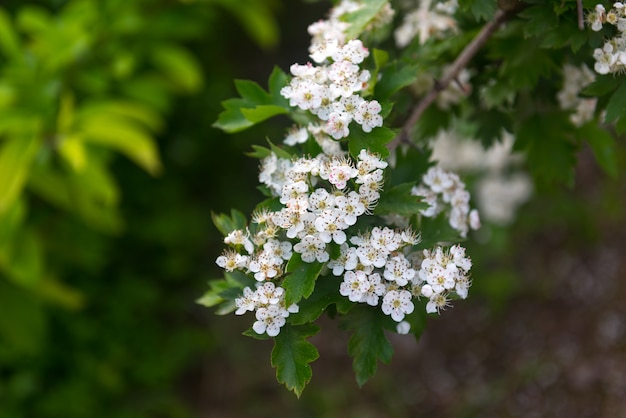 Ramo fiorito di biancospino