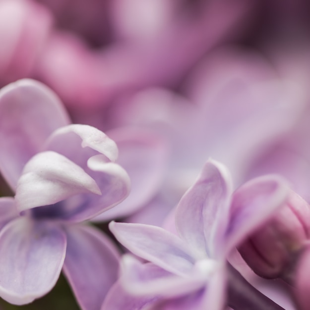 Ramo fiorito di lillà di spugna viola in primavera