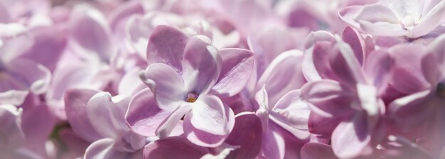 Ramo fiorito di lillà di spugna viola in primavera