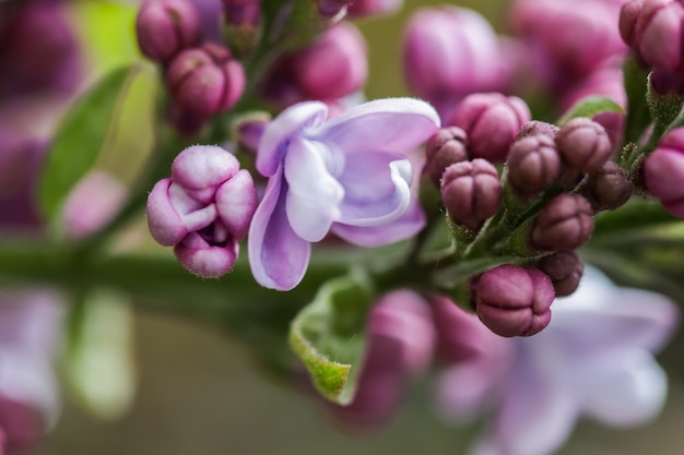 Ramo fiorito di lillà di spugna viola in primavera