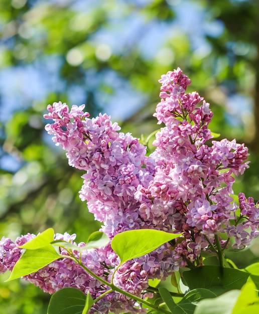 Ramo fiorito di lillà su uno sfondo di cielo azzurro nel giardino primaverile