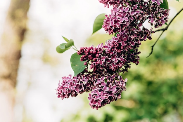 Ramo fiorito di lillà viola in una giornata di sole. Sfondo di fiori naturali. Messa a fuoco selettiva morbida.