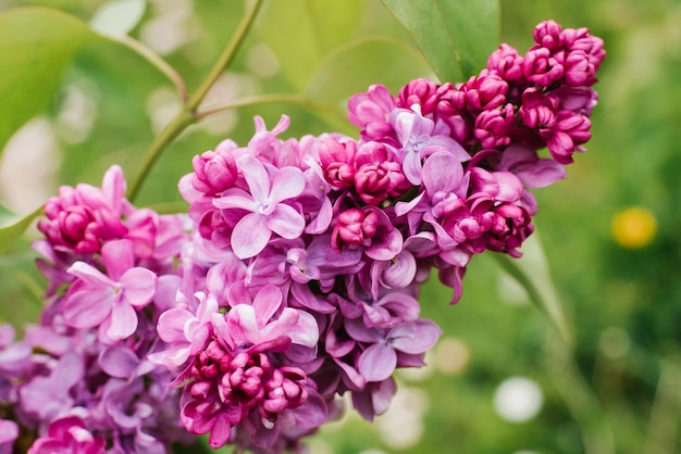 Ramo fiorito di primavera lilla nel giardino