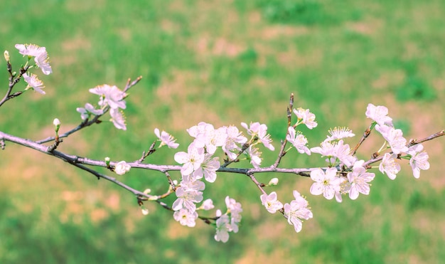 Ramo fiorito di un albero da frutto nel giardino in primavera Fiori con petali bianchi su uno sfondo di erba