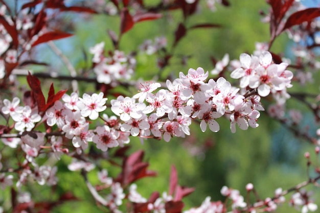Ramo in fiore fiore di primavera rosso malus floribunda crabapple giapponese
