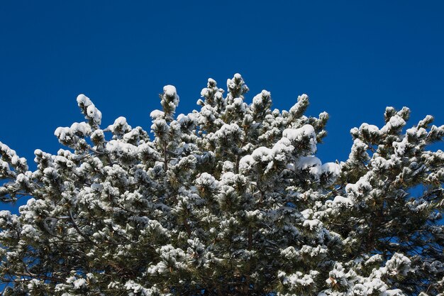 Ramo innevato di pino con aghi coperti di neve