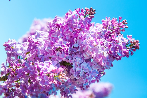 Ramo lilla viola in primavera contro il cielo blu.