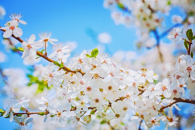 Ramo luminoso di ciliegio in fiore su sfondo cielo instagram stile