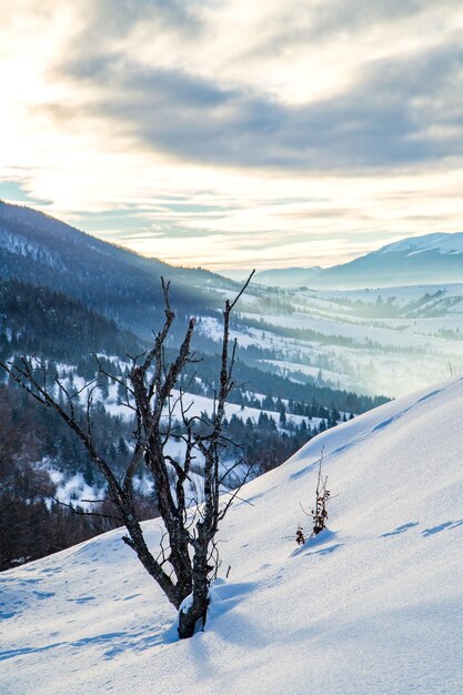 Ramo nella neve su uno sfondo di montagne all'inizio della marea invernale all'alba