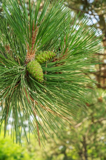 Ramo ravvicinato di pino con aghi e coni verdi in una foresta con sfondo naturale sfocato.