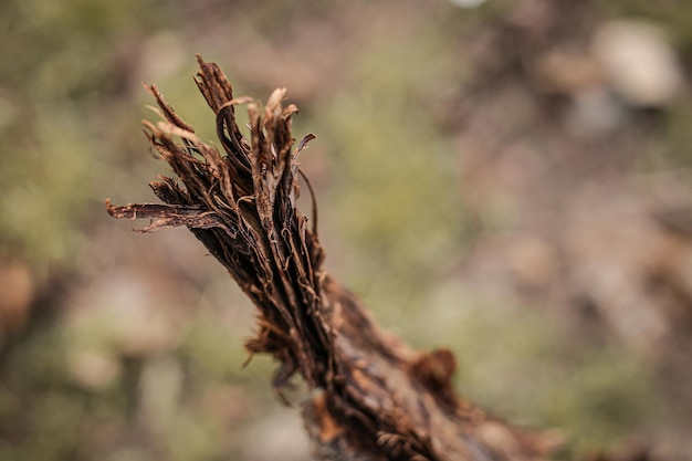 Ramo rotto di un vecchio primo piano dell'albero