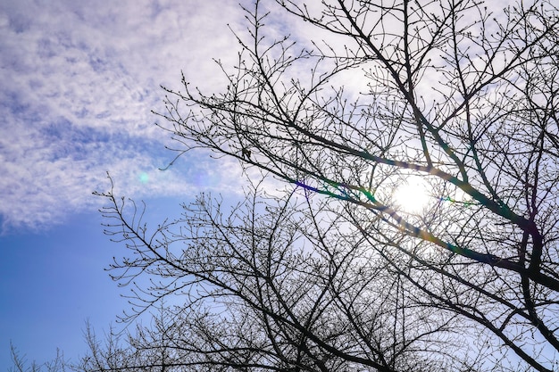 Ramo secco di albero in estate in Giappone con sfondo cielo.